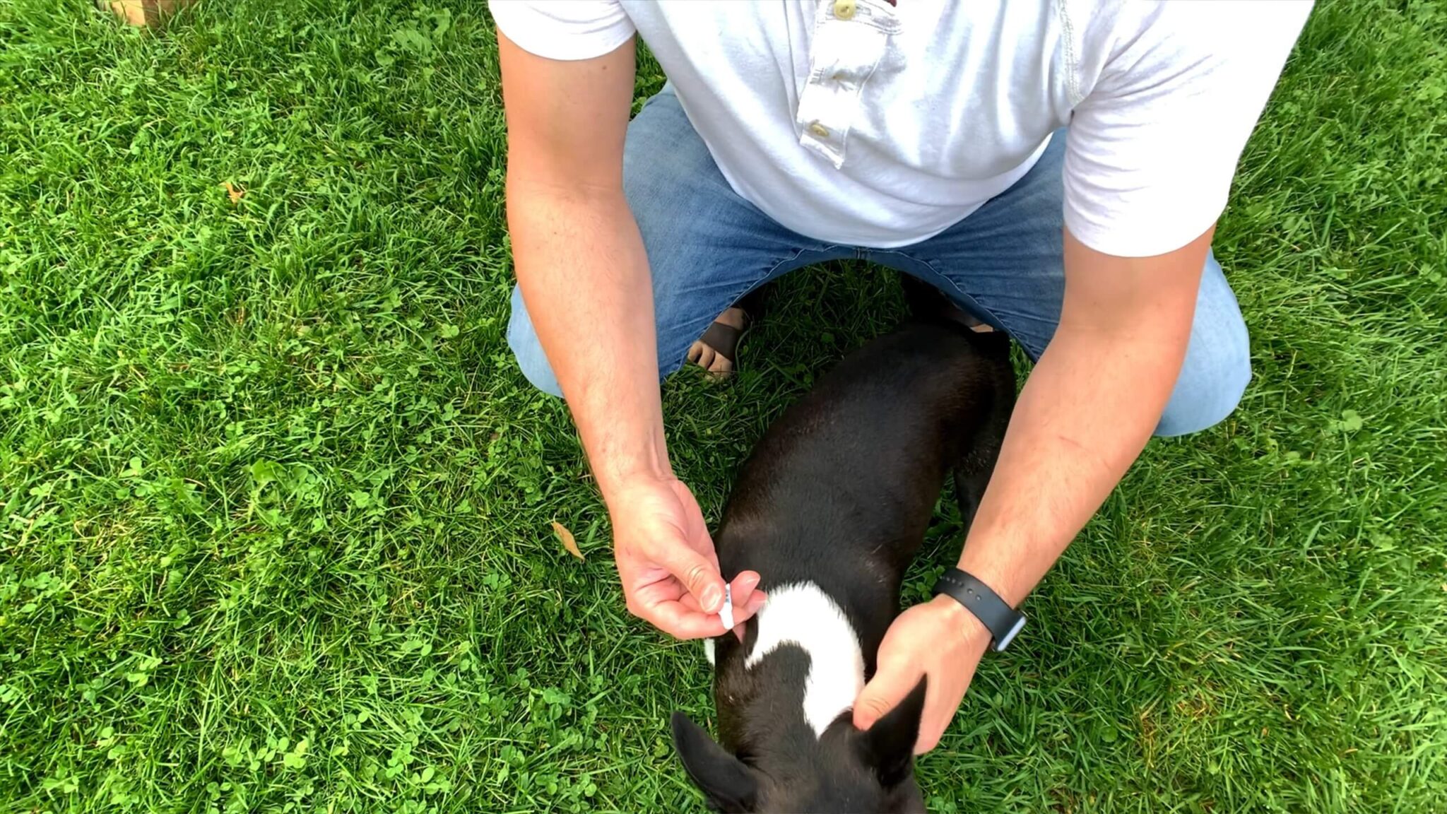 When Is It Safe to Touch My Dog After Applying K9 Advantix II? Pet Care