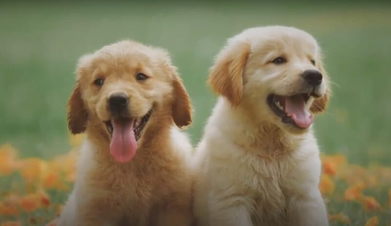 golden retriever puppies